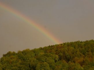 Regenbogen über einem Wald