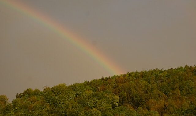Regenbogen über einem Wald